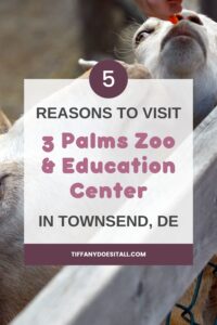 5 reasons to visit 3 palms zoo & education center 