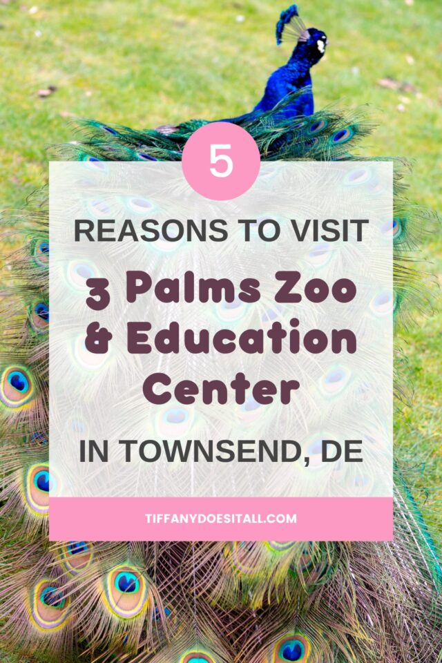 5 reasons to visit 3 Palms Zoo & Education Center