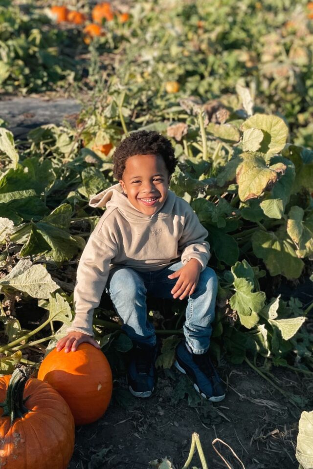 Deuce sitting in a pumpkin patch
