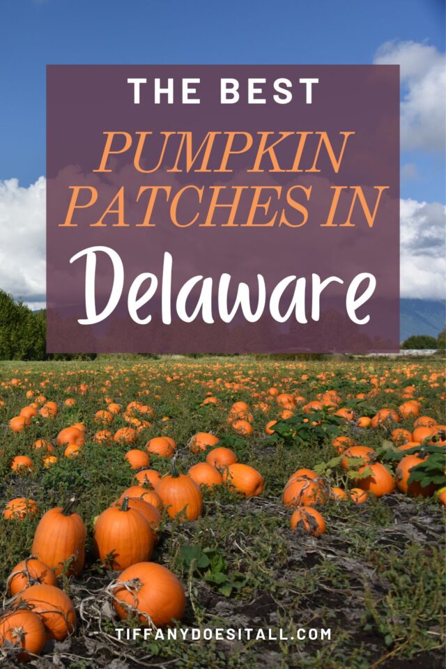 Looking for something to do in Delaware this fall? Go pumpkin picking at a pumpkin patch! Here is a list of the best pumpkin patches in Delaware