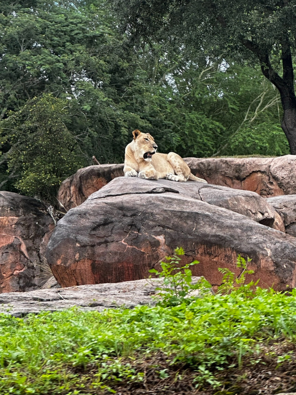 A lion on the safari at Animal Kingdom